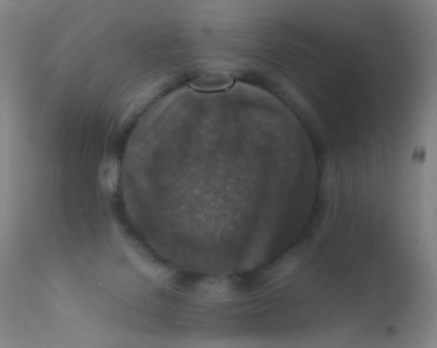 X0000110730076200907022120