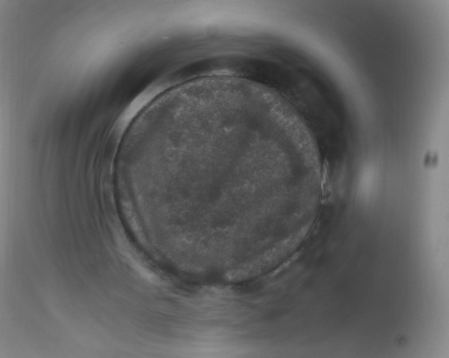 X0000110730099200907022120