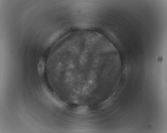 X0000110730124200907022119