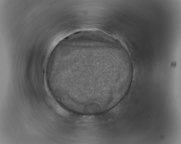 X0000110730145200907022118