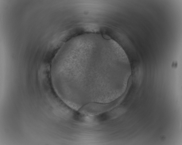 X0000110730229200907022117