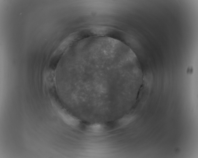 X0000110730237200907022117