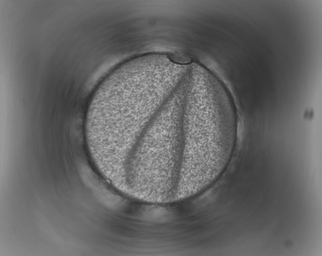 X0000110730249200907022117