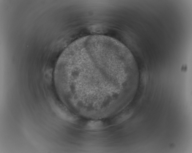 X0000110730271200907022117