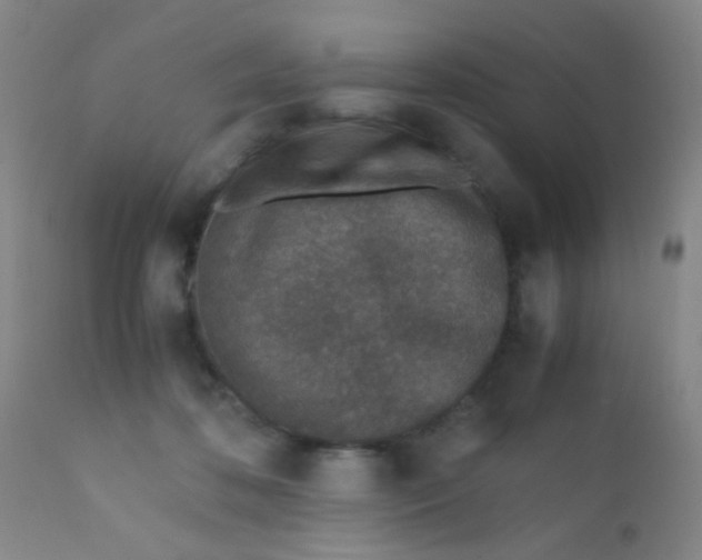 X0000110730316200907022116