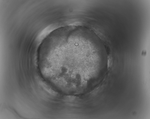 X0000110730339200907022115