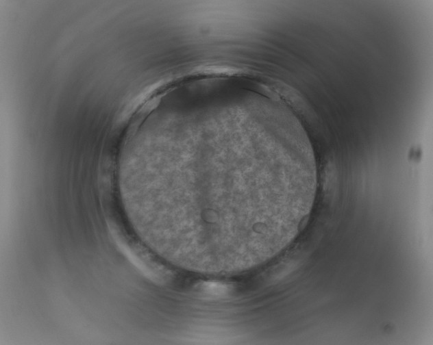 X0000110730352200907022115