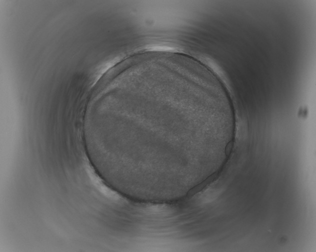 X0000110730385200907022115