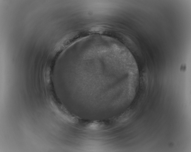 X0000110730504200907022113