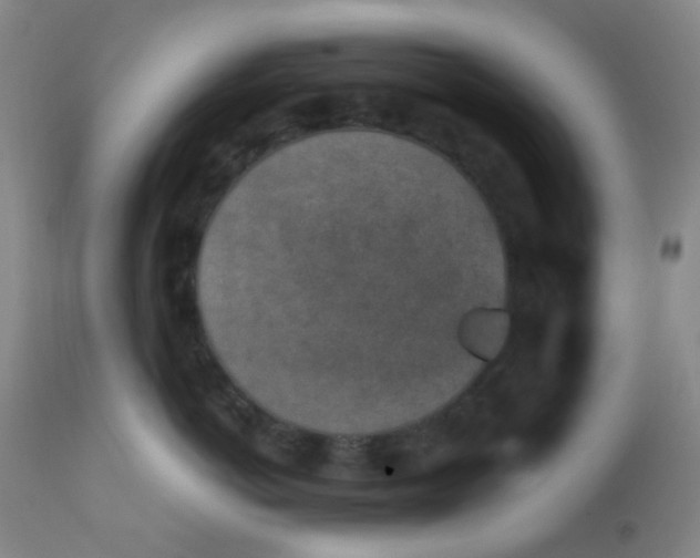 X0000110730766200907022110