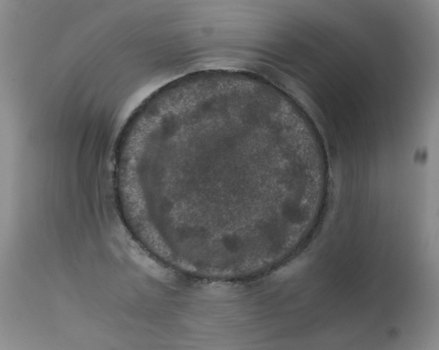 X0000110730779200907022109