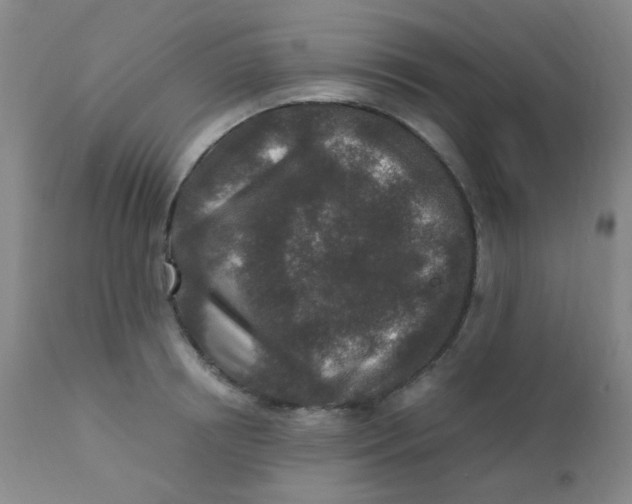 X0000110730850200907022108