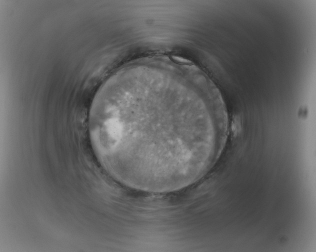 X0000110730867200907022108