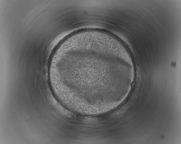 X0000110730935200907022107