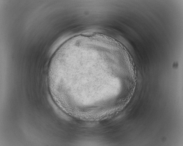 X0000110731055200907022105