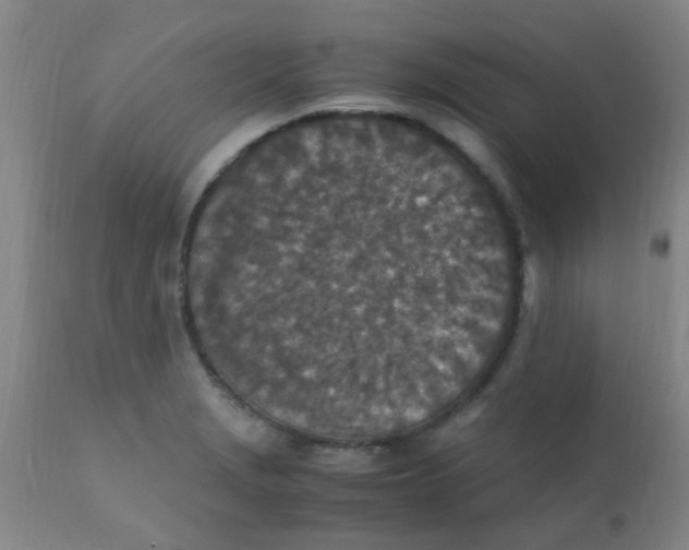 X0000110731229200907022102