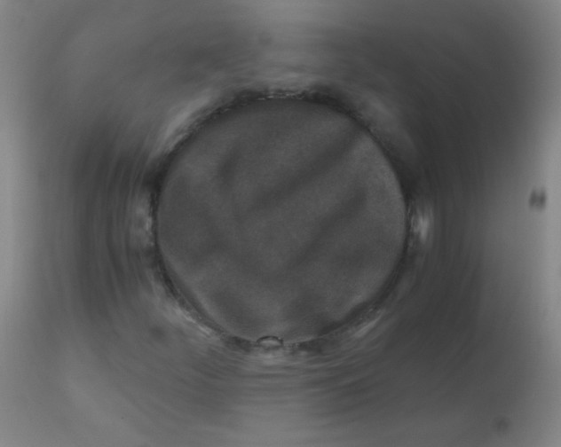 X0000110731252200907022102