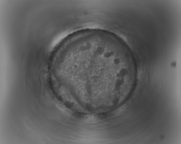 X0000110731263200907022101