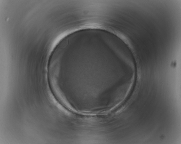 X0000110731334200907022101