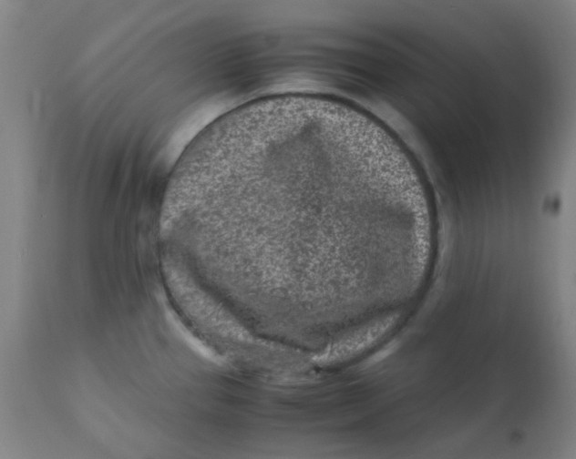 X0000110731337200907022101