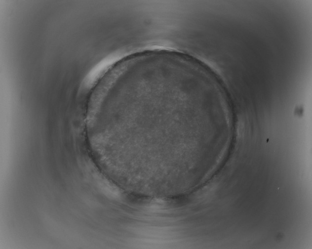 X0000110731359200907022100