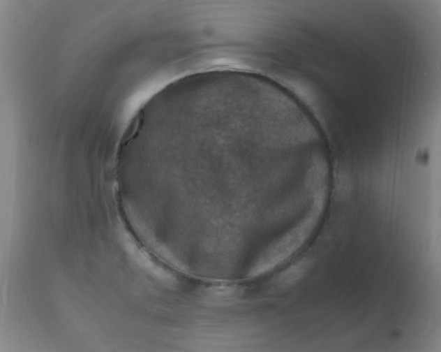 X0000110731373200907022100