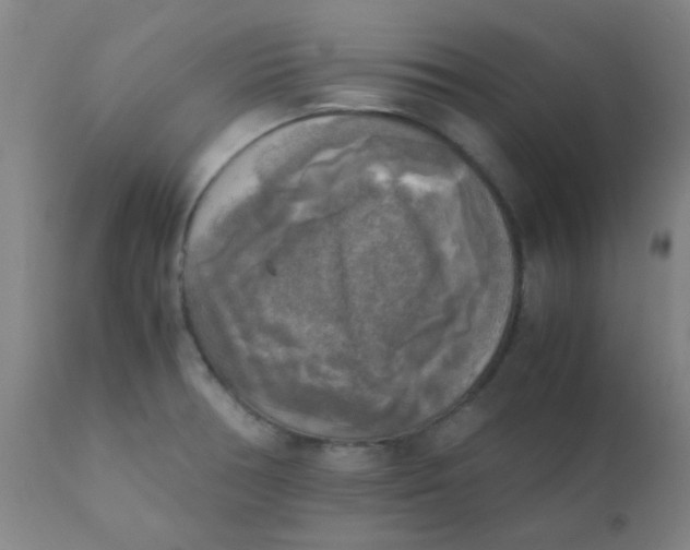 X0000110731378200907022100