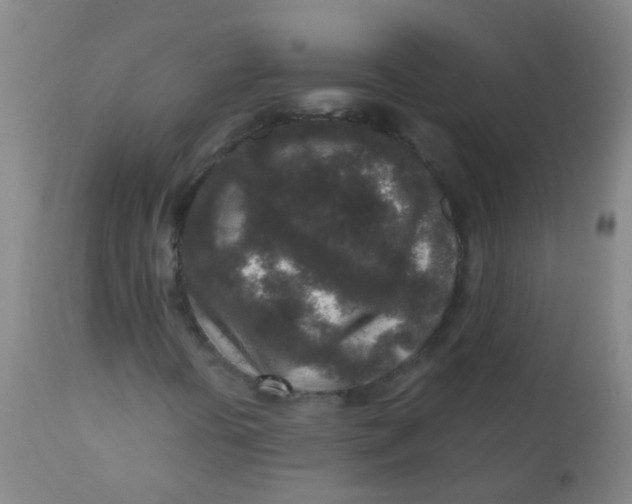 X0000110731394200907022059