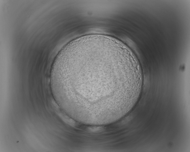 X0000110731435200907022059