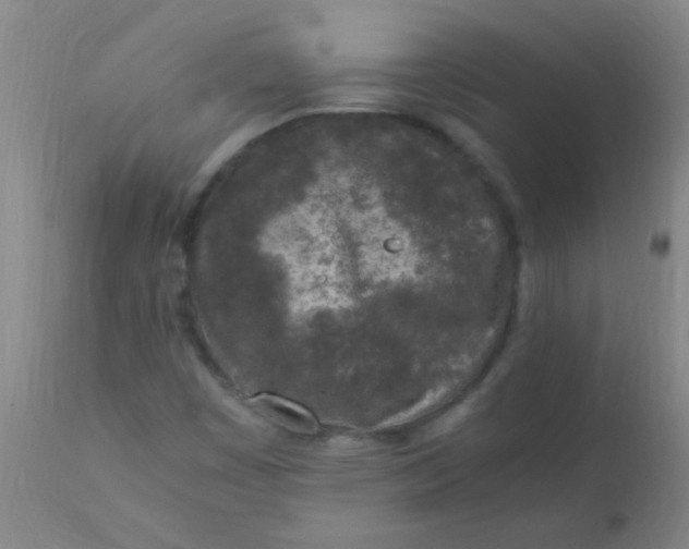 X0000110731449200907022059