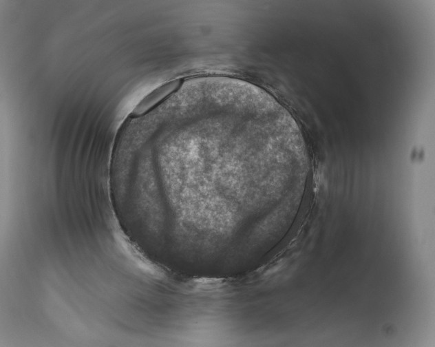 X0000110730052200907101438