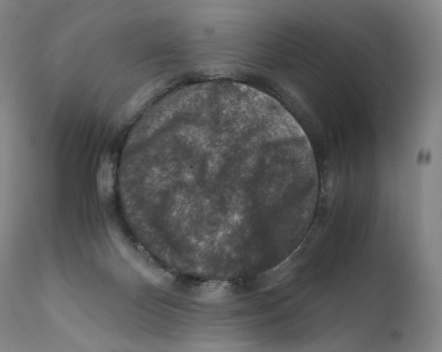 X0000110730124200907101437