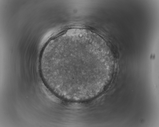 X0000110730293200907101435