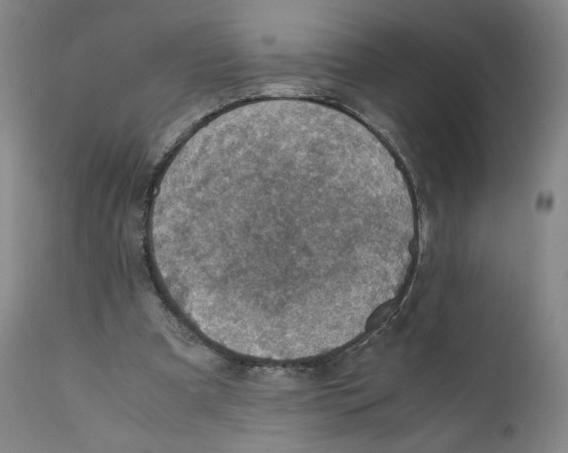 X0000110730297200907101435
