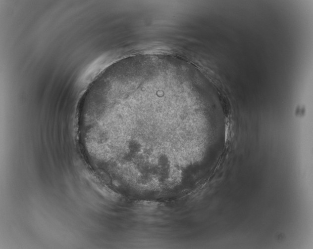 X0000110730339200907101434