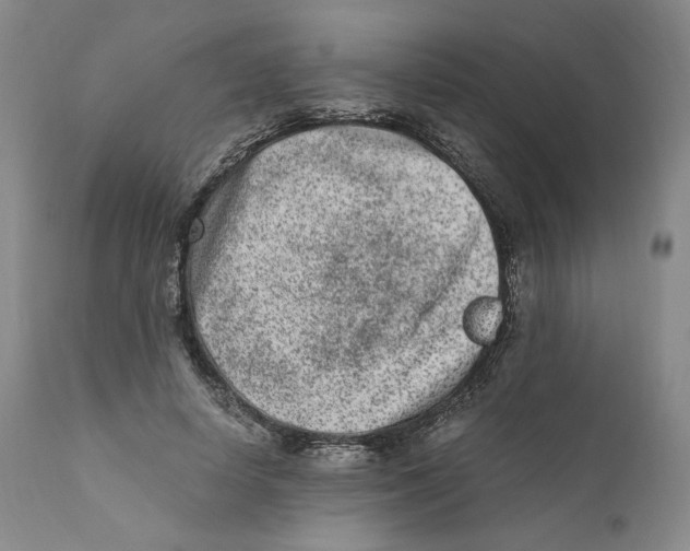 X0000110730642200907101429