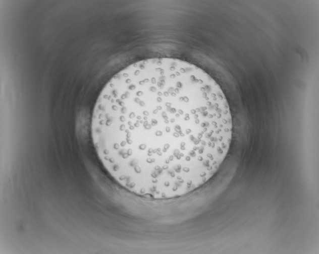 X0000110730038200907241236