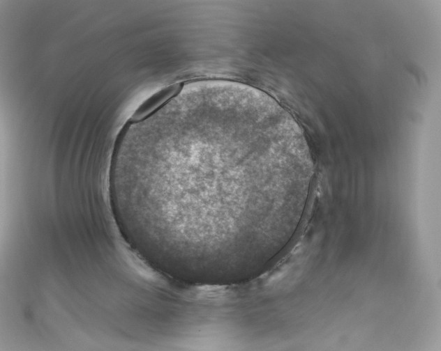X0000110730052200907241235