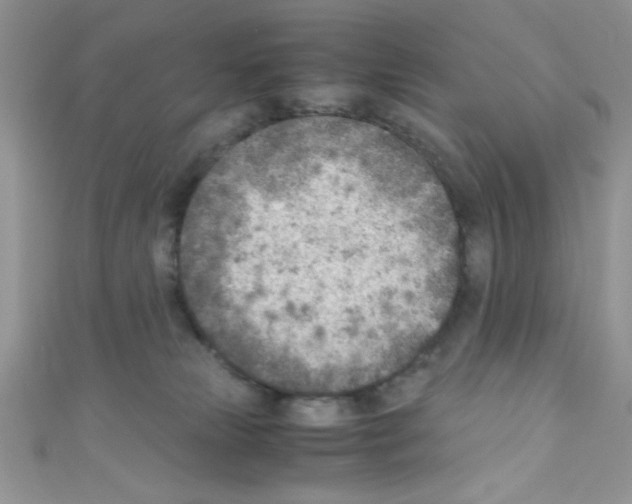 X0000110730181200907241235