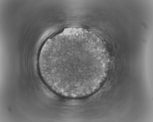 X0000110730293200907241233