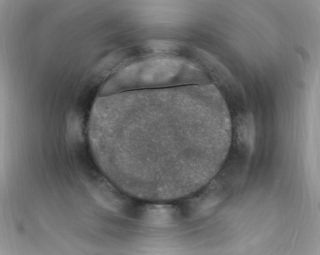 X0000110730316200907241232