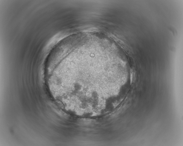 X0000110730339200907241232