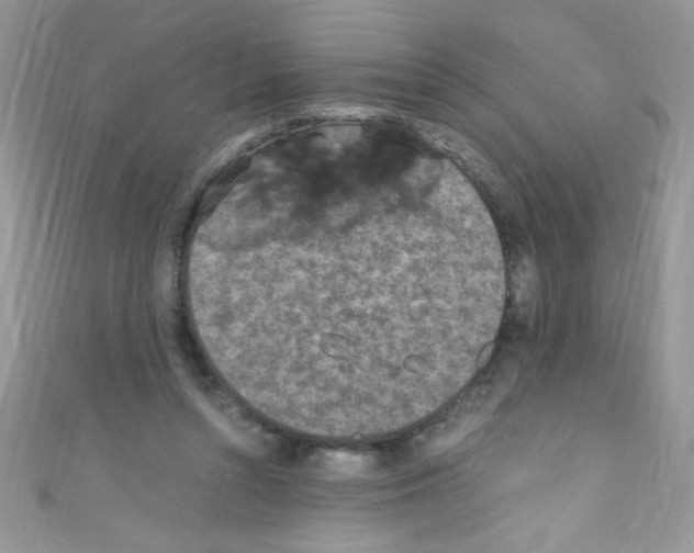 X0000110730352200907241232