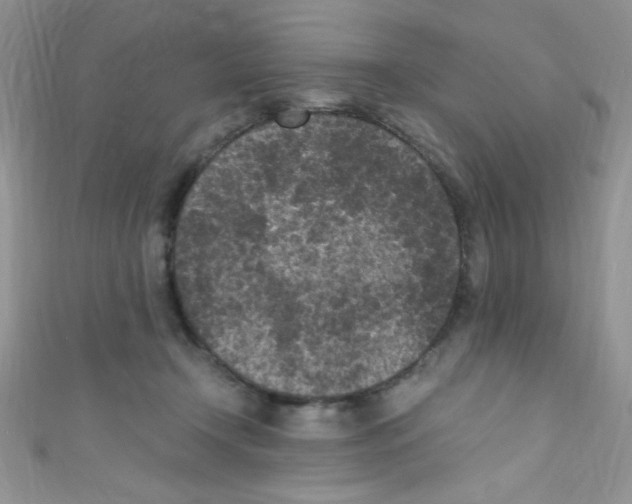 X0000110730366200907241232