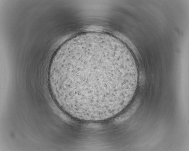 X0000110730529200907241229