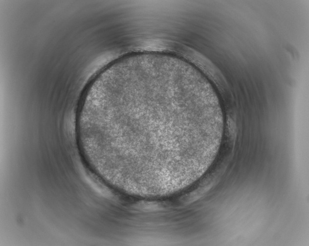 X0000110730534200907241229