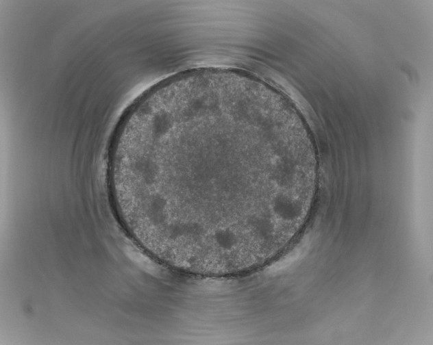 X0000110730779200907241226