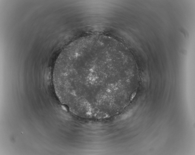 X0000110730818200907241225