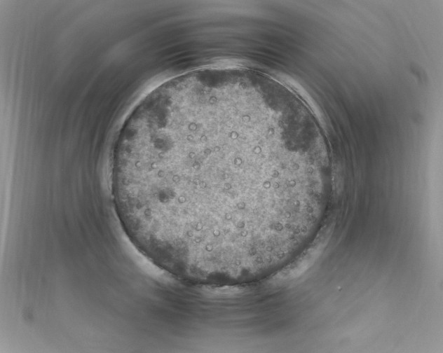 X0000110730851200907241226