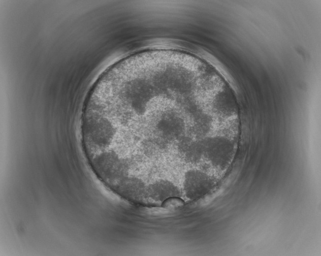 X0000110730853200907241226